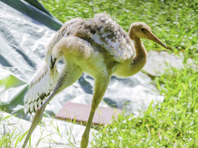 臺北動物園丹頂鶴寶寶將命名“哩鶴”。 圖片來源：臺北市立動物園
