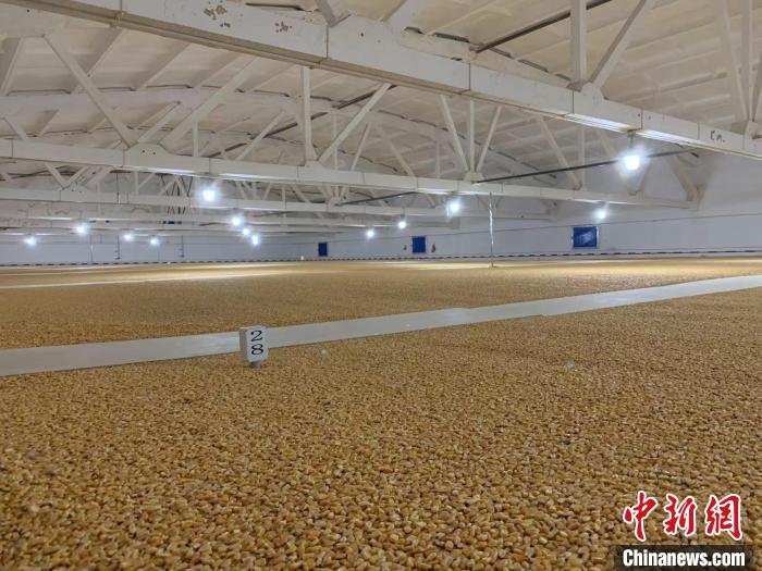 倉內(nèi)清涼干爽、遍地金黃，上千平方米的糧食盡收眼底?！⊥趸萘?攝