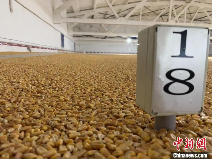數(shù)千噸的小麥、玉米如同一塊塊被“切平”的巨型蛋糕“鑲嵌”在地面上?！⊥趸萘?攝