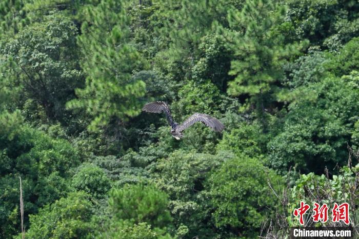 兩個月前受傷被救的國家一級保護(hù)動物海南鳽等，16日成功放歸野外，重回大自然。　陳驥旻 攝