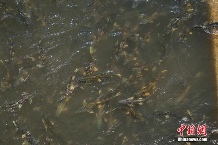 資料圖：圖為今年5月底到8月初，青海湟魚(yú)洄游產(chǎn)卵 馬銘言攝