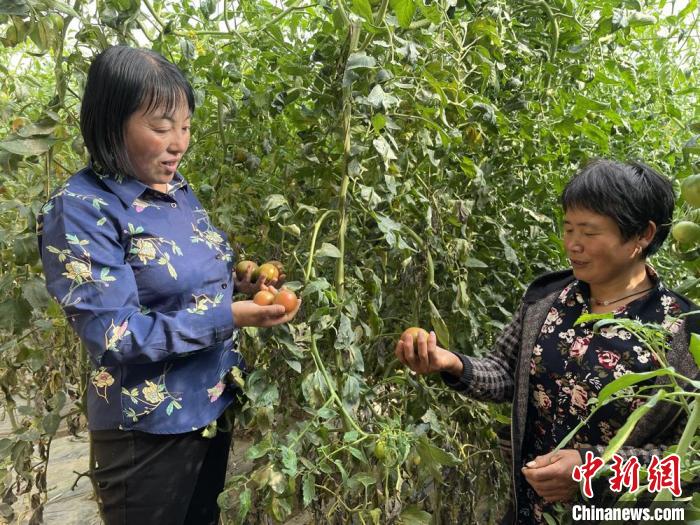 圖為在定西市符川春香農(nóng)副農(nóng)資合作社大棚里，定西市第五屆人大代表黨春香(左)和社員交流蔬果種植情況?！〈蘖?攝