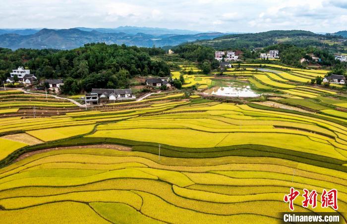 9月16日，航拍貴州省黔西市錦星鎮(zhèn)洪湖村稻田。