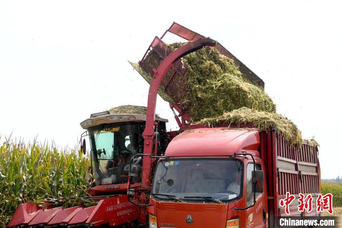 轉運黃儲玉米秸稈飼草?！〈拶t飛 攝