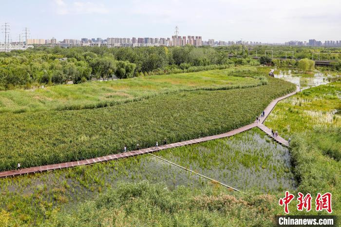圖為永定河休閑森林公園內(nèi)的濕地?！”本┦袌@林綠化局供圖