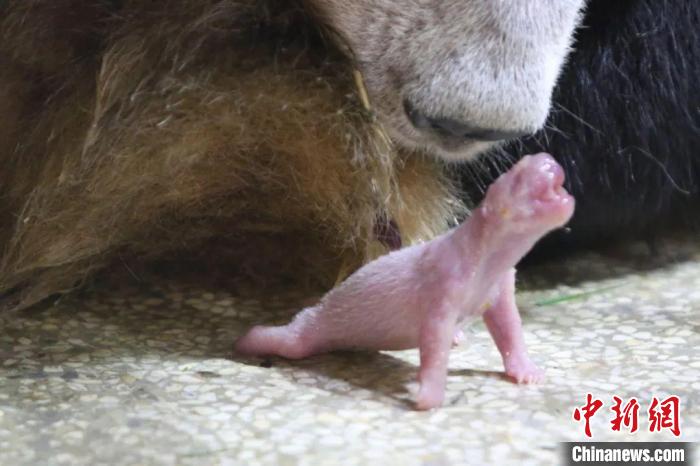 秦嶺大熊貓“安安”誕下幼仔?！∏貛X大熊貓研究中心供圖