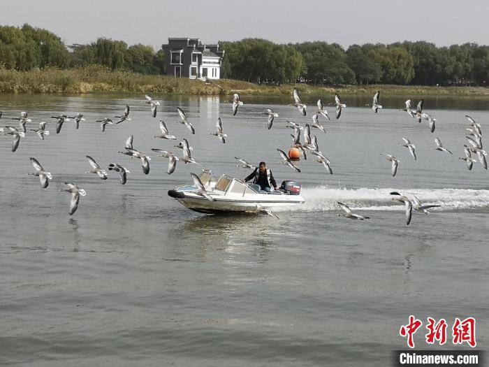 鴻雁貼著湖面飛行。　沈春良 攝