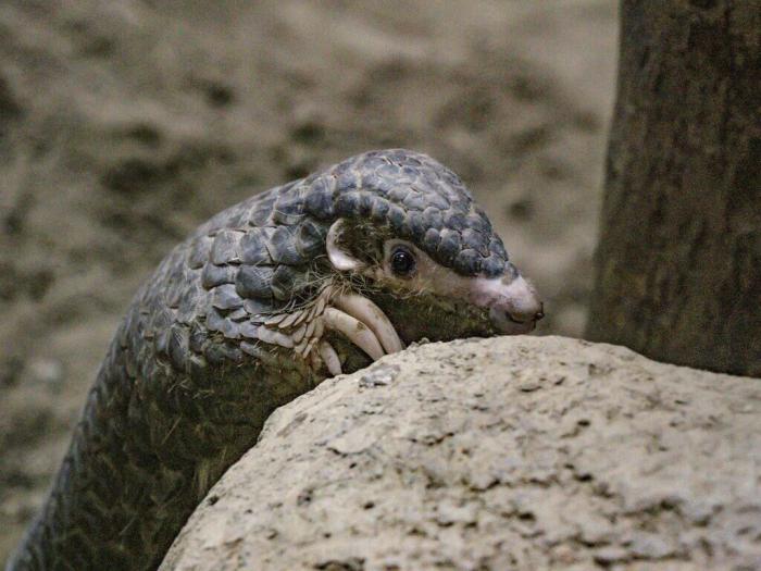 因救傷入住臺北市立動物園的穿山甲NaNa，近期在保育員幫助下克服焦慮，成功出現(xiàn)在游客面前，且喜歡爬高及玩水。圖片來源：臺灣“中央社”(臺北市動物園提供)