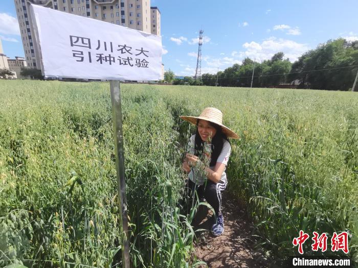 川農(nóng)大進(jìn)行引種試驗(yàn)?！∷拇ㄞr(nóng)業(yè)大學(xué)供圖