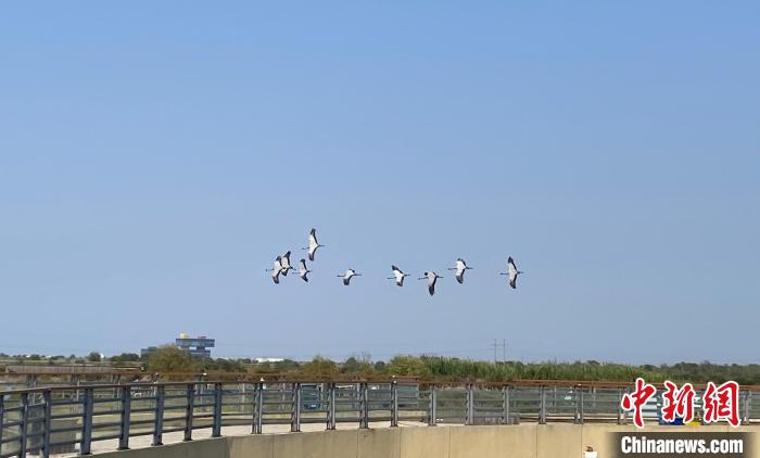 黃河入海口“生態(tài)+旅游”模式助力黃河國(guó)家文化公園建設(shè)