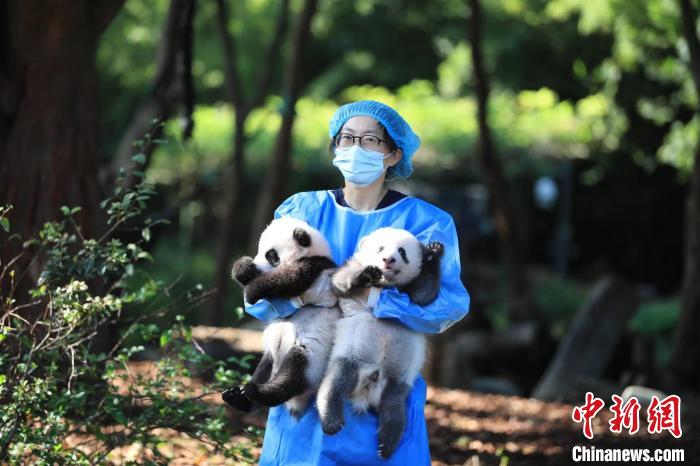 飼養(yǎng)員抱著大熊貓寶寶?！〕啥即笮茇埛庇芯炕毓﹫D