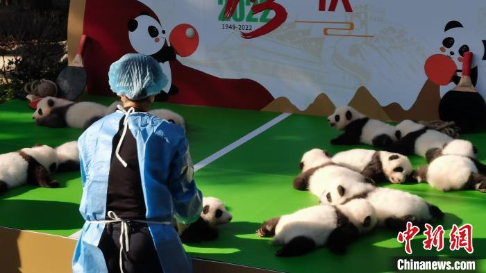 飼養(yǎng)員正在放置大熊貓寶寶?！⊥趵?攝