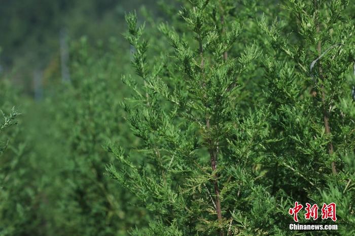重慶酉陽縣地處武陵山區(qū)腹地，十分適合青蒿生長，出產(chǎn)青蒿草占全球產(chǎn)量八成，被譽為“世界青蒿之都”。目前，重慶酉陽青蒿主要栽培品種中的青蒿素含量普遍在15.0‰左右，最高達(dá)25.0‰，為世界之最。截至2022年，青蒿產(chǎn)業(yè)遍布酉陽全縣15個鄉(xiāng)鎮(zhèn)57個村，涉及企業(yè)26家，種植戶9600多戶，種植面積達(dá)6.8萬畝，實現(xiàn)青蒿草年產(chǎn)量9000余噸。圖為9月7日，酉陽縣青蒿新品種培育基地里，大片青蒿蓬勃生長。 <a target='_blank' href='/'>中新社</a>記者 周毅 攝