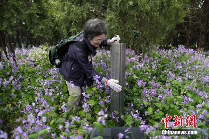 2017年，日本悼念南京大屠殺遇難者植樹(shù)訪華團(tuán)來(lái)到南京，在和平公園內(nèi)修剪他們所植下的樹(shù)木，以此來(lái)表達(dá)他們祈愿和平的心聲。泱波 攝
