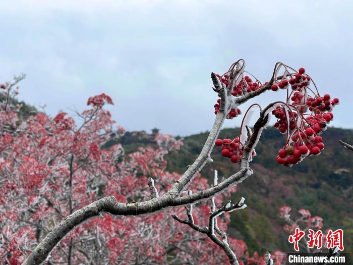 10月4日，泰山之巔現(xiàn)霧凇奇觀，冰雕玉砌、晶瑩閃爍的霧凇綴滿枝頭，一樹樹、一叢叢，甚是好看。　雷杰 攝
