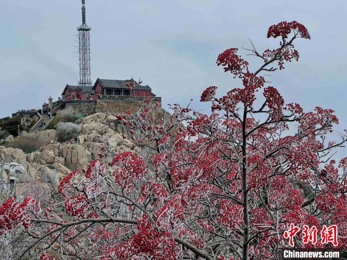 10月4日，泰山之巔現(xiàn)霧凇奇觀，冰雕玉砌、晶瑩閃爍的霧凇綴滿枝頭，一樹樹、一叢叢，甚是好看?！±捉?攝