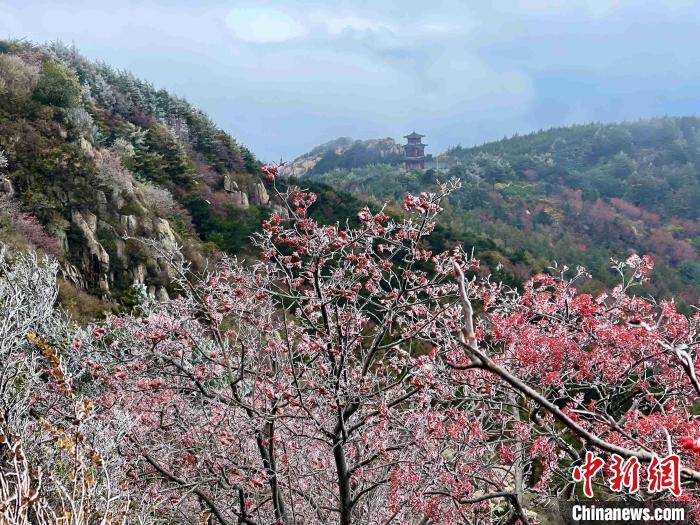 10月4日，泰山之巔現(xiàn)霧凇奇觀，冰雕玉砌、晶瑩閃爍的霧凇綴滿枝頭，一樹樹、一叢叢，甚是好看?！±捉?攝