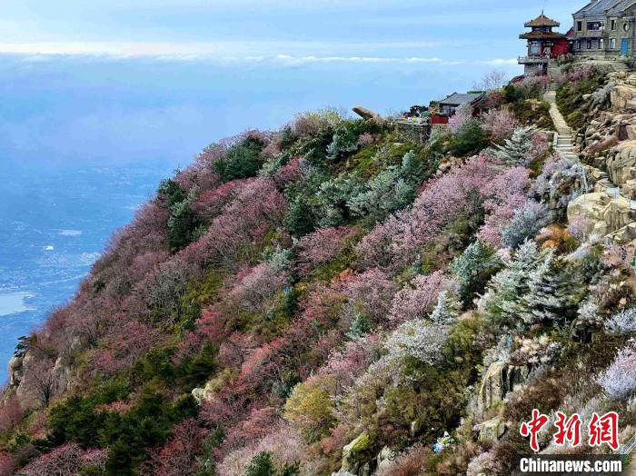 10月4日，泰山之巔現(xiàn)霧凇奇觀，冰雕玉砌、晶瑩閃爍的霧凇綴滿枝頭，一樹樹、一叢叢，甚是好看。　雷杰 攝