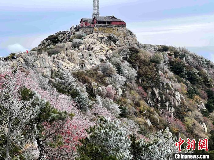 10月4日，泰山之巔現(xiàn)霧凇奇觀，冰雕玉砌、晶瑩閃爍的霧凇綴滿枝頭，一樹樹、一叢叢，甚是好看?！±捉?攝