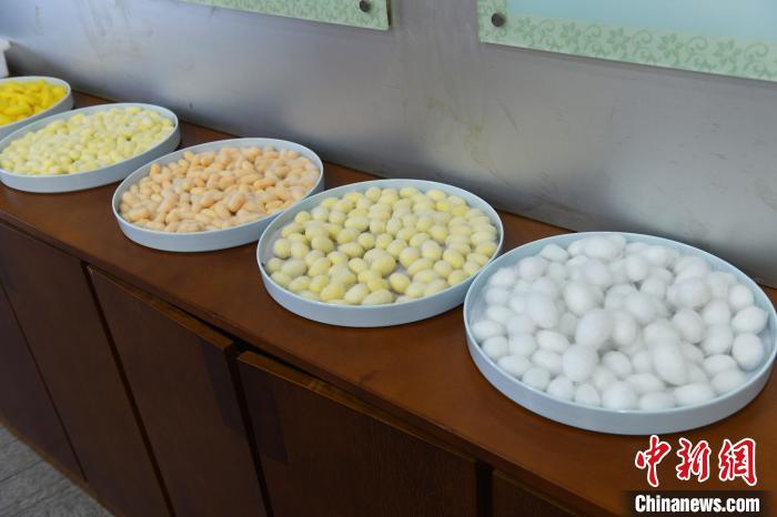 圖為現(xiàn)場(chǎng)展示的蠶繭。　周毅 攝