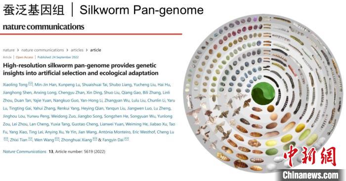 圖為家蠶生命周期各階段豐富的表型多樣性。　家蠶基因組生物學(xué)國(guó)家重點(diǎn)實(shí)驗(yàn)室供圖