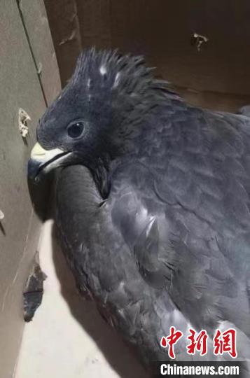 圖為被救助的鳳頭蜂鷹?！∏嗪：?guó)家級(jí)自然保護(hù)區(qū)管理局供圖