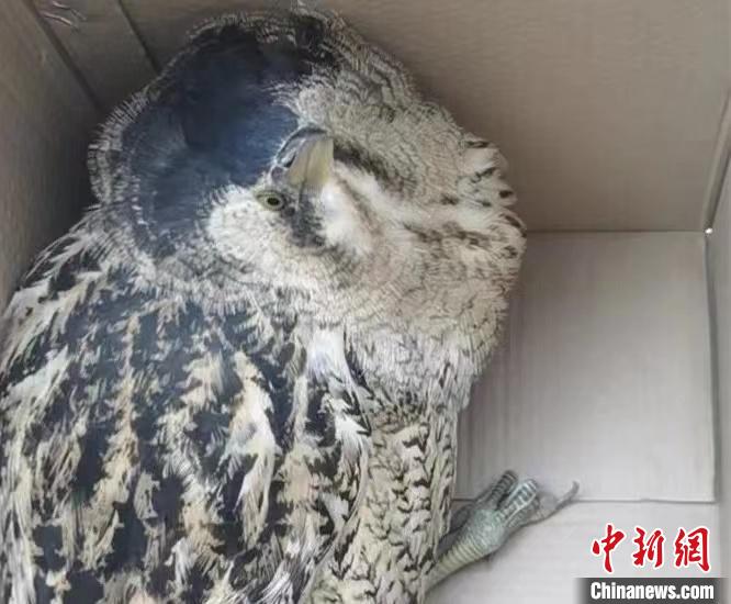 圖為被救助的大麻鳽?！∏嗪：?guó)家級(jí)自然保護(hù)區(qū)管理局供圖