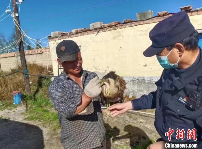 圖為被救助的大麻鳽?！∏嗪：?guó)家級(jí)自然保護(hù)區(qū)管理局供圖