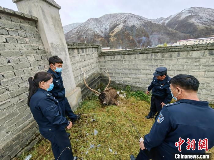 圖為民警查看白唇鹿傷勢?！》Q多縣公安局森林警察大隊(duì)供圖