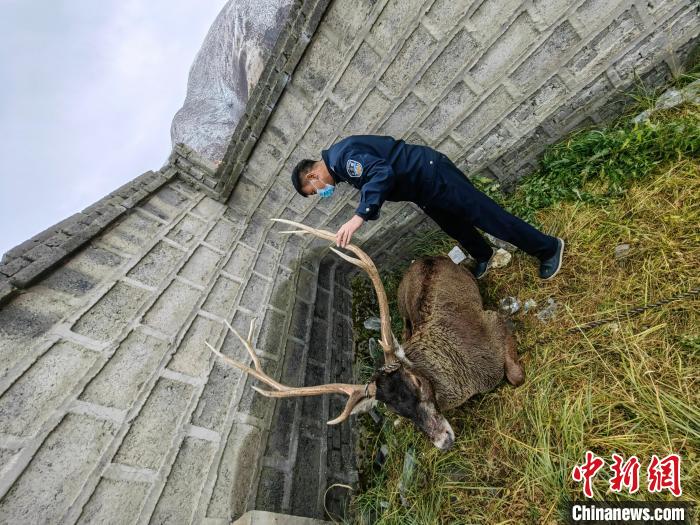 圖為民警查看白唇鹿傷勢?！》Q多縣公安局森林警察大隊(duì)供圖