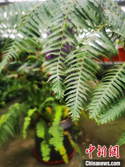 辰山植物園落實專業(yè)技術人員對土壤營養(yǎng)、水分、溫度等生長環(huán)境進行調(diào)節(jié)，為該批金毛狗蕨創(chuàng)造了適宜的生境。　上海市綠化市容局供圖