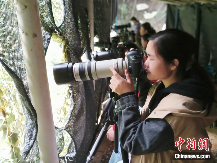 鳥友們正在弄崗觀鳥點(diǎn)拍鳥。農(nóng)林 攝