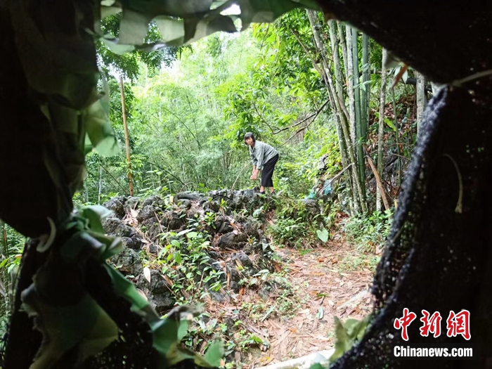 弄崗村村民在鳥坑喂鳥。農(nóng)林 攝