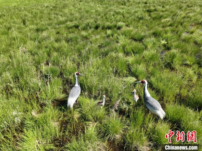 圖為如今的渾善達克沙地腹地。　劉長永 攝