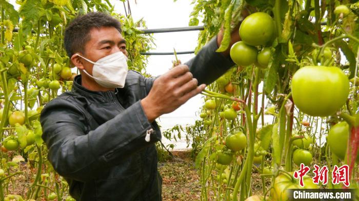 新疆昌吉市二六工鎮(zhèn)大棚蔬菜種植戶張飛正在查看大棚內(nèi)的西紅柿長勢情況。　殷雪娟 攝