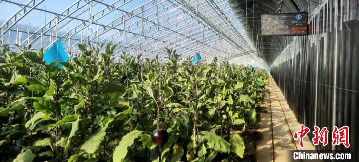 閆村的蔬菜大棚?！」鶗栽?攝