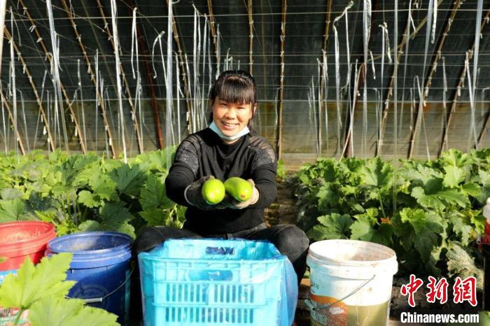 閆村的蔬菜大棚?！」鶗栽?攝