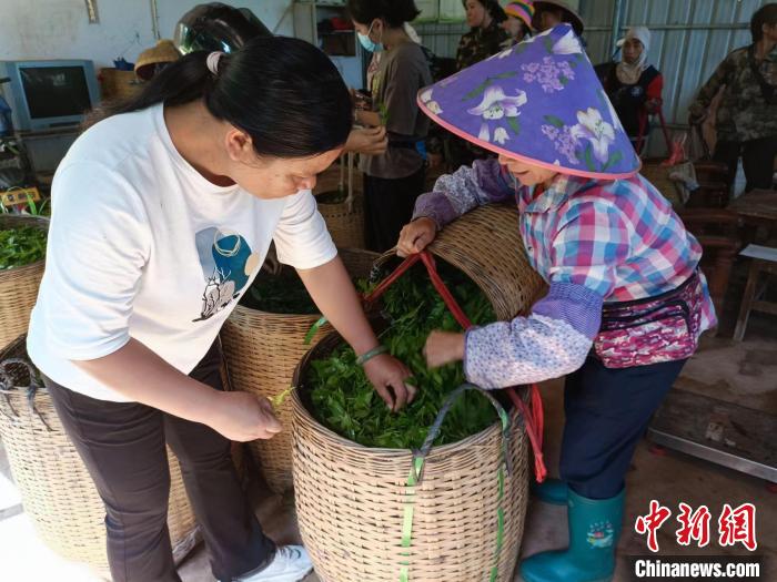 10月13日，在海南省白沙黎族自治縣牙叉鎮(zhèn)的五里路有機茶園，符小芳驗收稱重時挑揀出采摘不合格的茶葉?！堅潞汀z