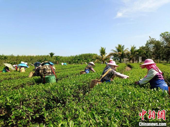 10月13日，在海南省白沙黎族自治縣牙叉鎮(zhèn)的五里路有機茶園，茶農(nóng)正在采摘有機茶葉?！堅潞?攝