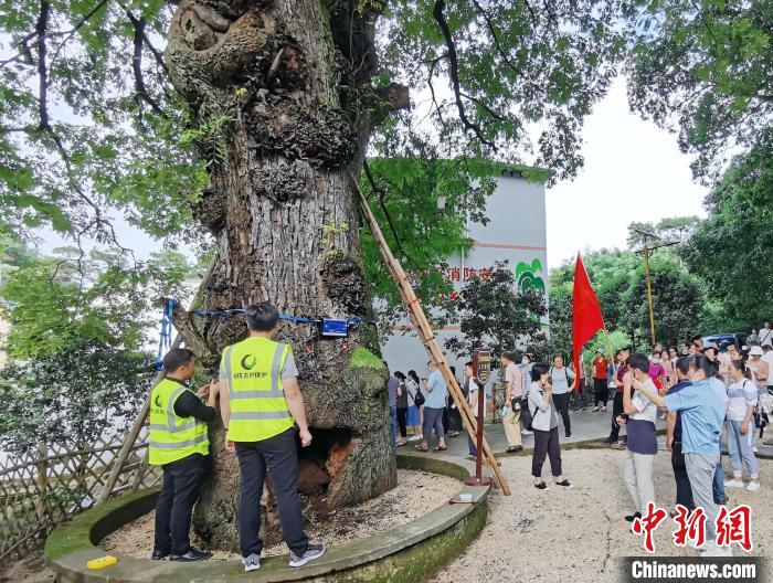 名木古樹保護(hù)專業(yè)技術(shù)團(tuán)隊(duì)對(duì)毛竹山村南酸棗樹進(jìn)行“全面體檢”?！∈Y林林 攝