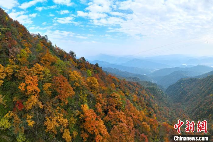 深秋的瓦屋山五彩斑斕，秋色如畫?！⒅铱?攝