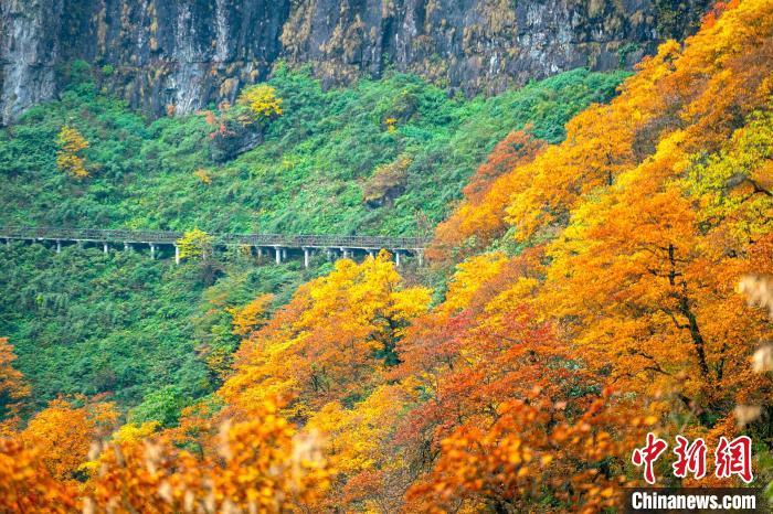 瓦屋山秋色正濃?！⒅铱?攝