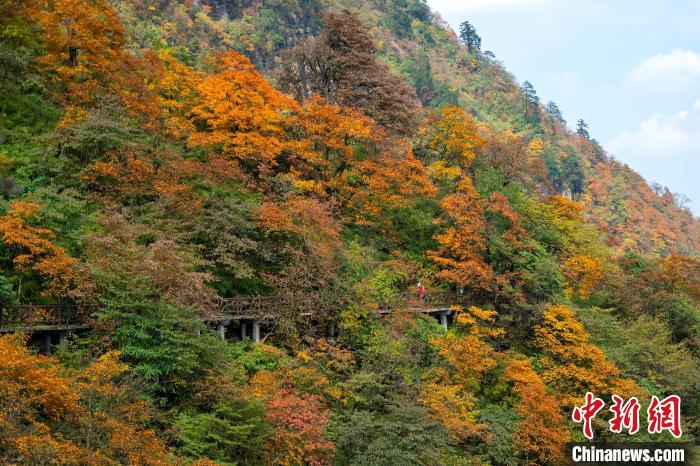 游山步道穿過彩林，美不勝收?！⒅铱?攝
