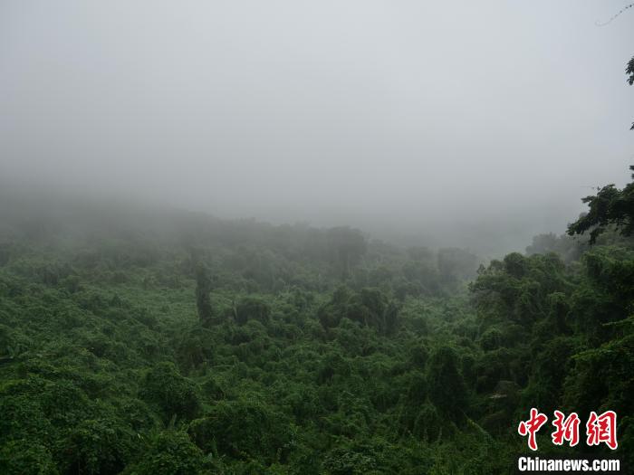 昌江霸王嶺，雨霧繚繞的熱帶雨林?！×栝?攝