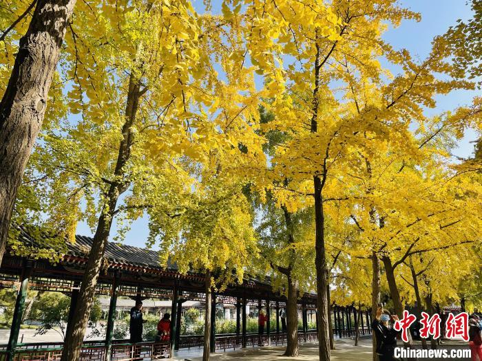 圖為中山公園銀杏林?！”本┦泄珗@管理中心供圖