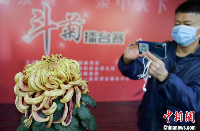 10月25日，濟南趵突泉金秋菊展，“菊王”吸引觀眾拍照。　張勇 攝