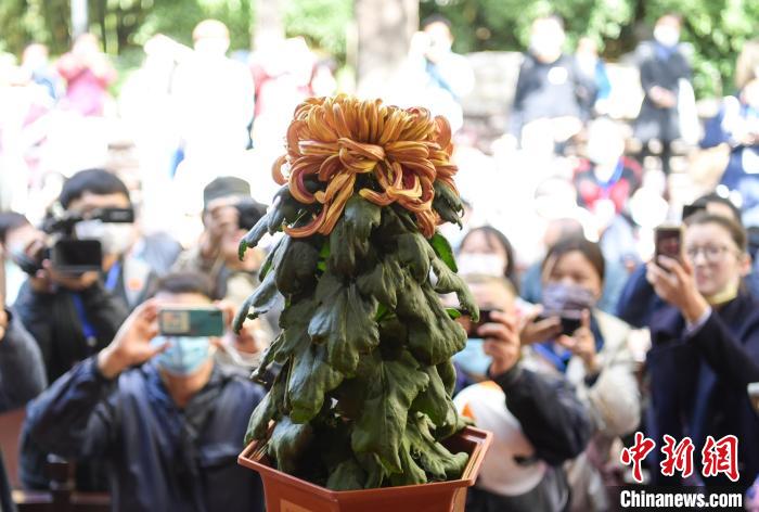 10月25日，濟南趵突泉金秋菊展“菊王”亮相。當日，第43屆趵突泉金秋菊展“斗菊”擂臺賽開賽?！堄?攝