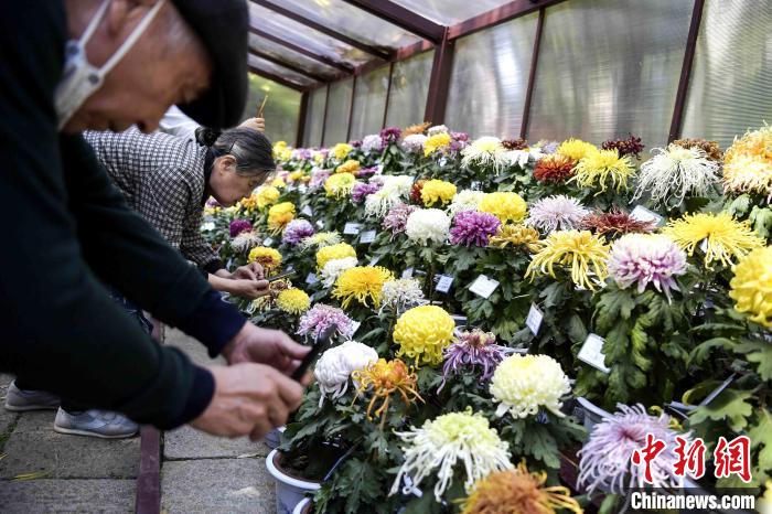 市民在菊花造型前拍照?！堄?攝