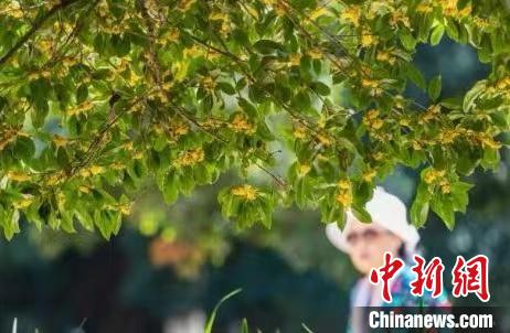 南京百年“桂花王”迎來桂花盛放期。　泱波 攝