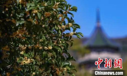 南京百年“桂花王”迎來桂花盛放期?！°蟛?攝